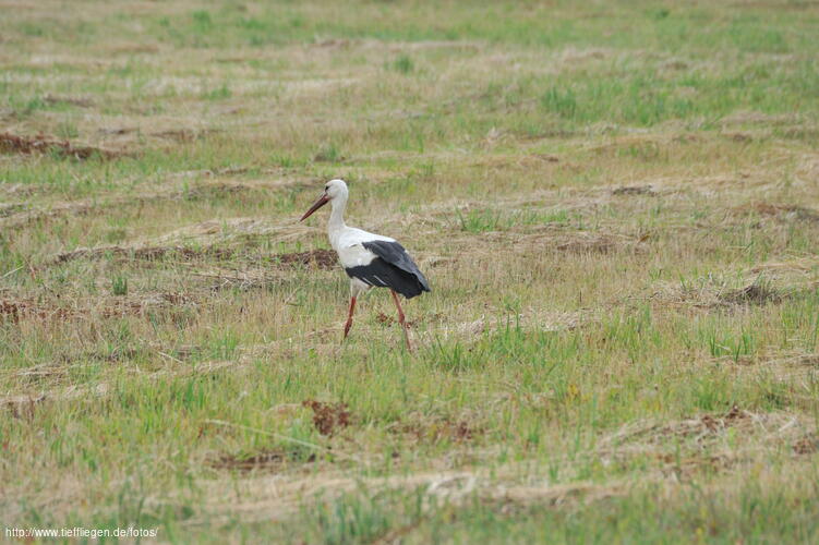 Vogel-Foto2-20100724132532.jpg