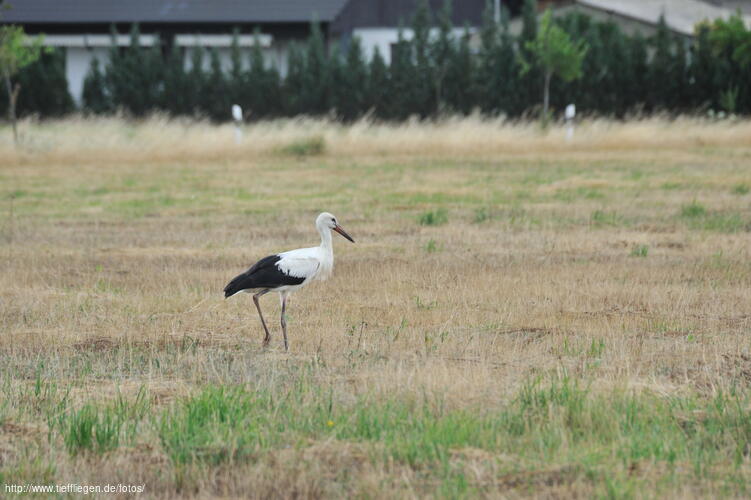 Vogel-Foto4-20100724132659.jpg