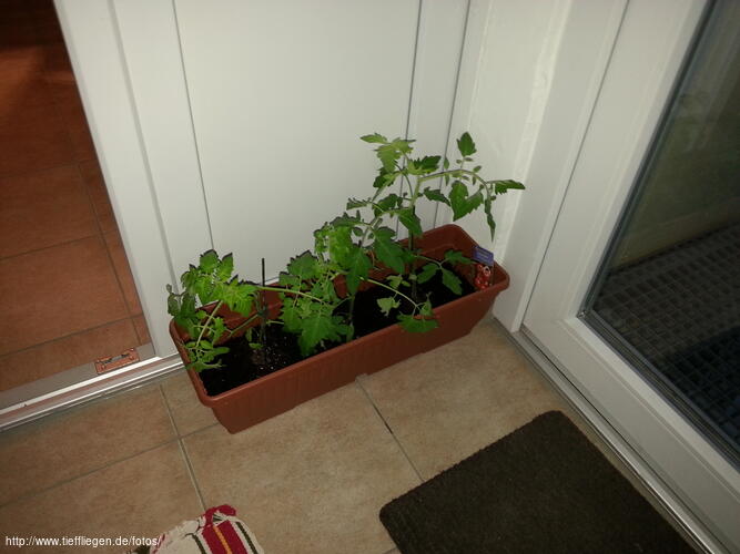 Tomate-Foto1-20140512213447.jpg