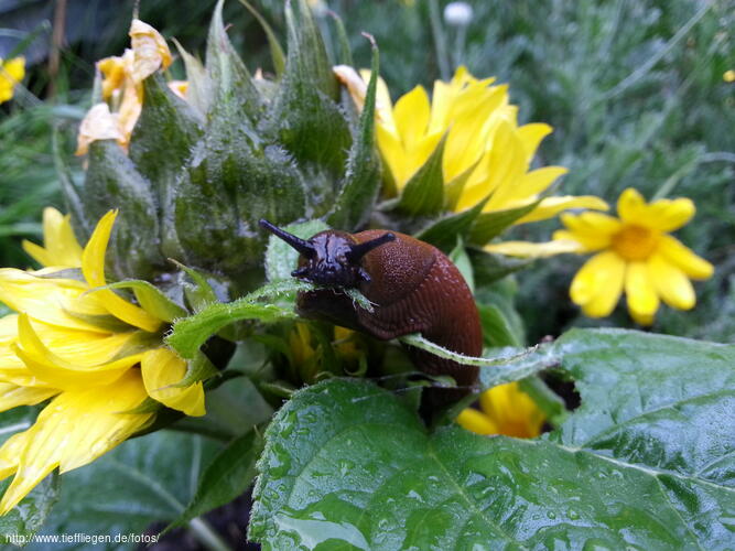 Garten-Foto64-20140605192836.jpg