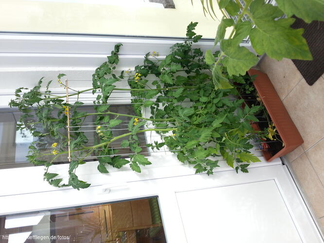 Tomate-Foto6-20140612081616.jpg