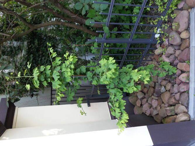 Garten-Foto99-520140614185212.jpg
