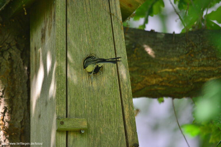 dings-Foto46-800_0480.jpg