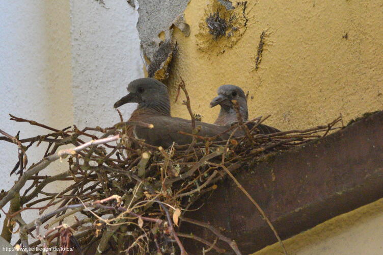 dings-Foto53-800_0561.jpg