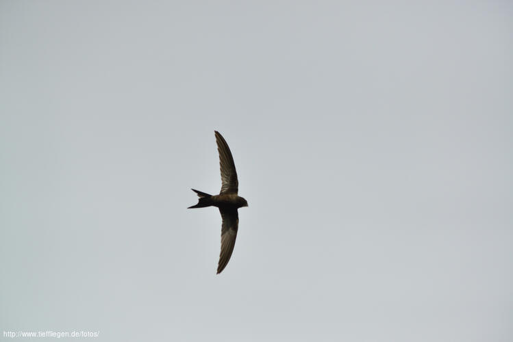 dings-Foto55-800_1443.jpg