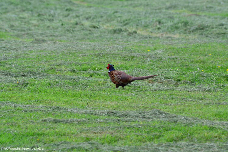 Vogel-Foto10-800_8487.jpg