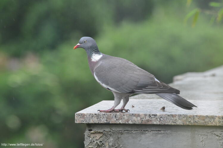 Vogel-Foto11-800_8509.jpg