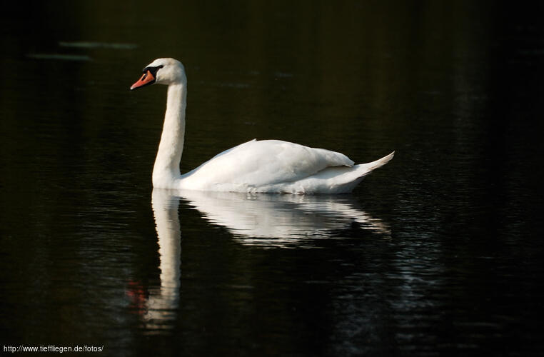 Schwan-Foto4-DSC_0942.jpg