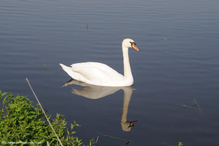 Schwan-Foto6-DSC_5077.jpg