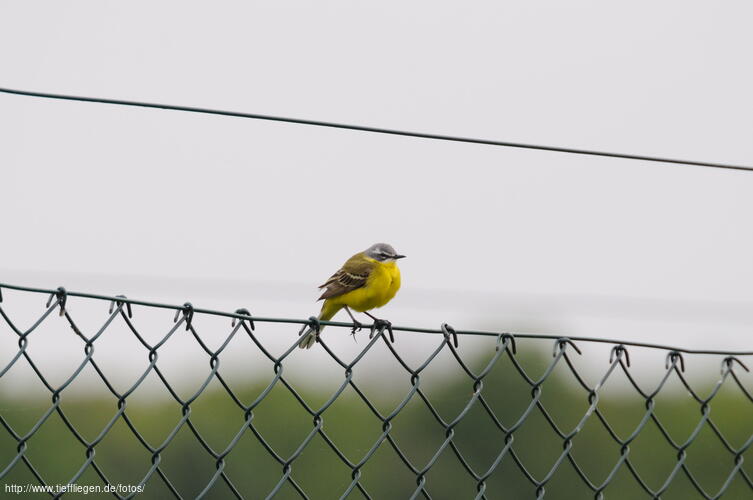 Vogel-Foto15-DSC_6498.jpg