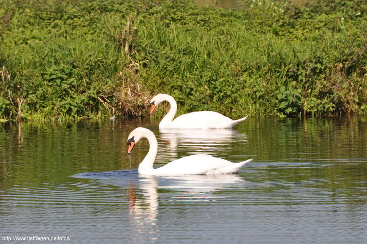 Schwan-Foto1-dsc_0106.jpg