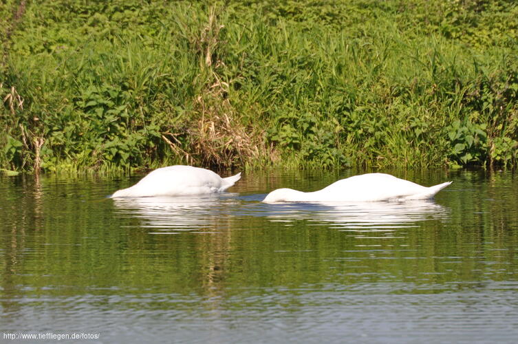 Schwan-Foto2-dsc_0108.jpg