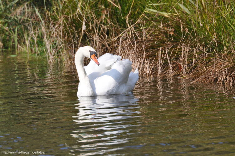 Schwan-Foto3-dsc_0211.jpg