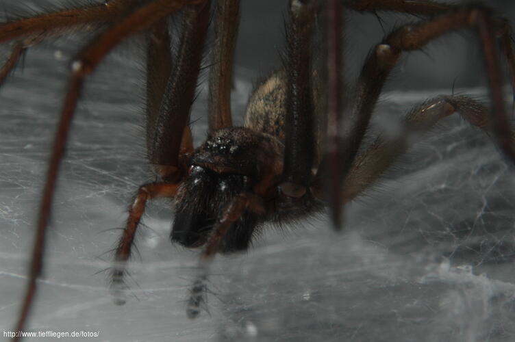 Spinne-Foto5-dsc_7433.jpg