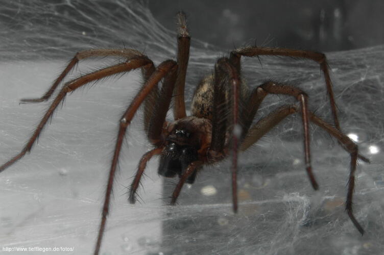 Spinne-Foto6-dsc_7437.jpg