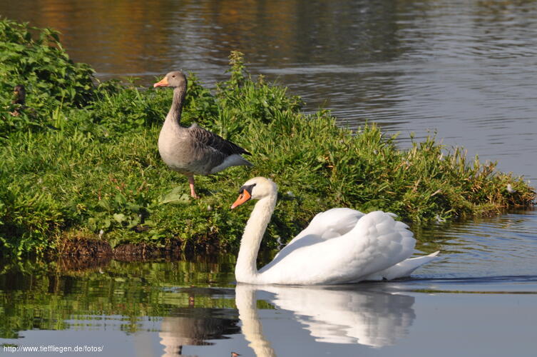 Schwan-Foto11-xdsc_0035.jpg